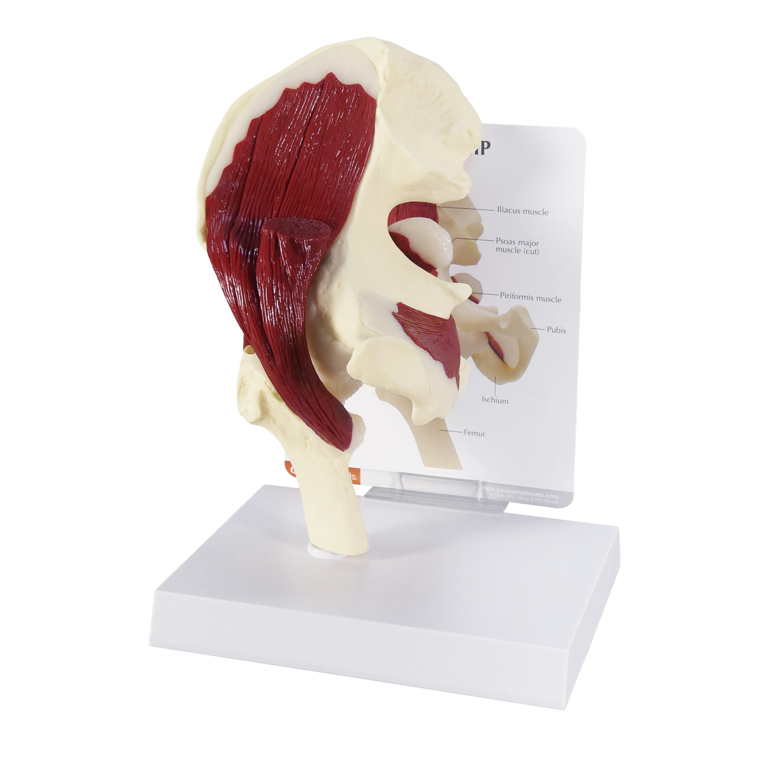 Muscled Hip