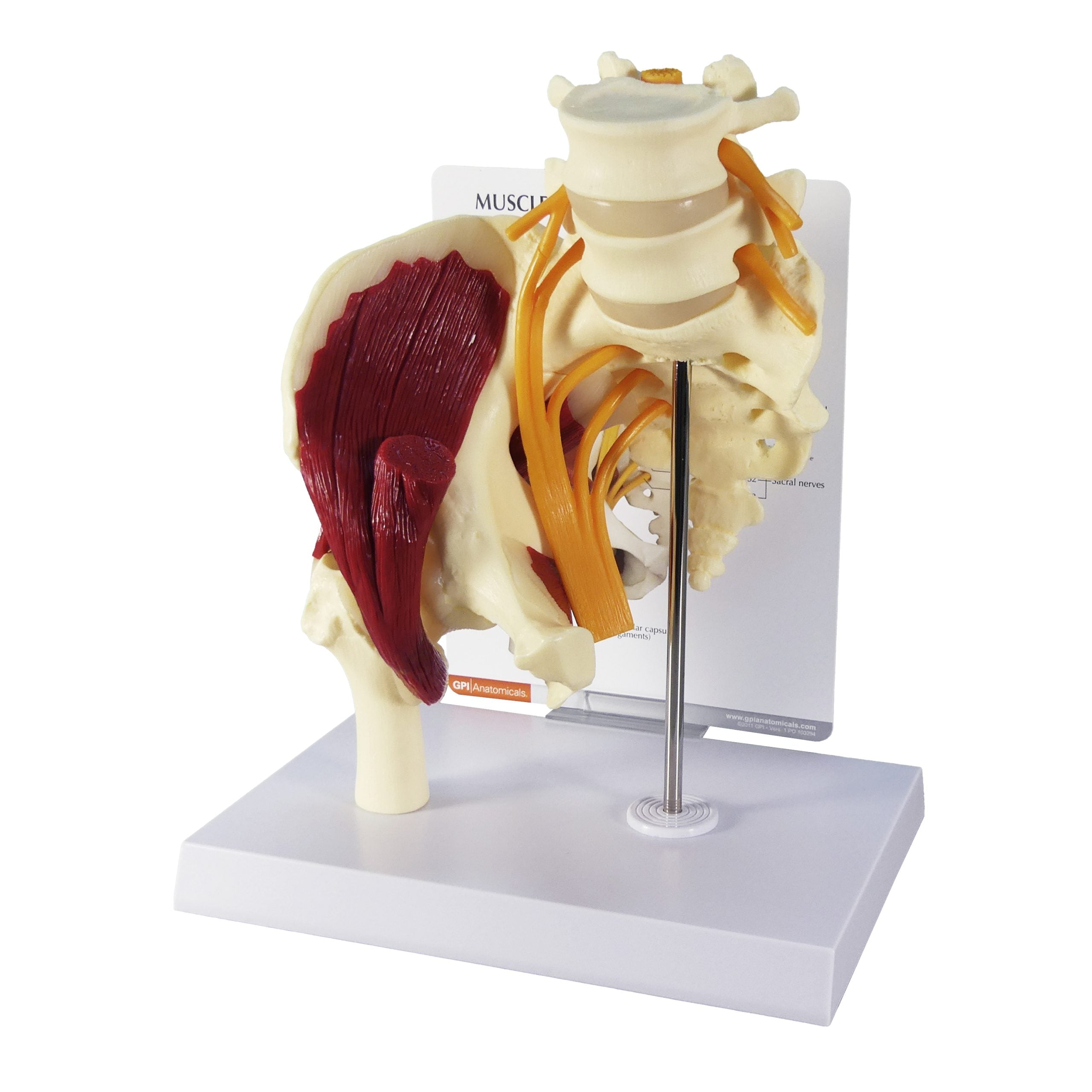 Muscled Hip with Sciatic Nerve