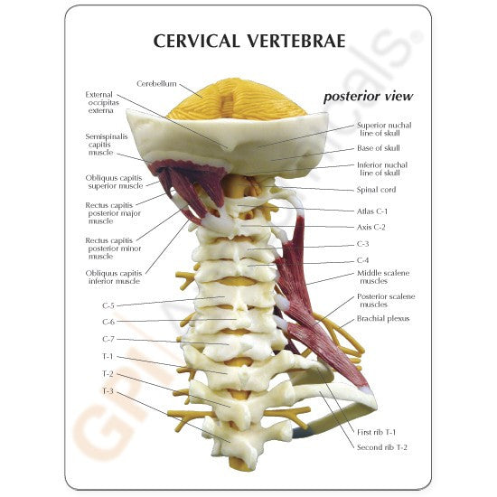 1720-cervical-vertebrae-posterior-view__73120.1589753343.1280.1280.jpg
