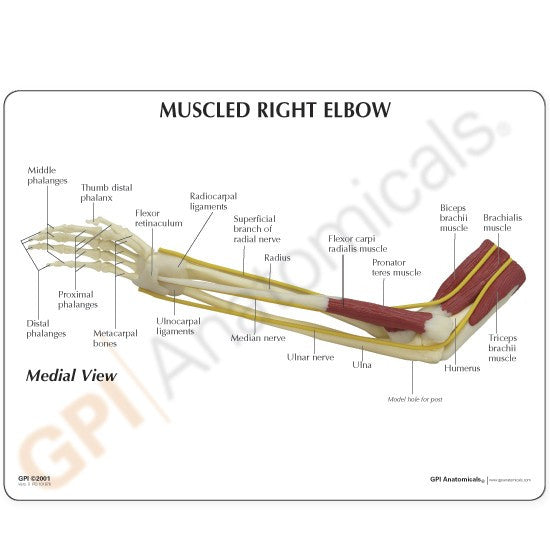 1850-muscled-right-elbow-medial-view__58585.1589753380.1280.1280.jpg