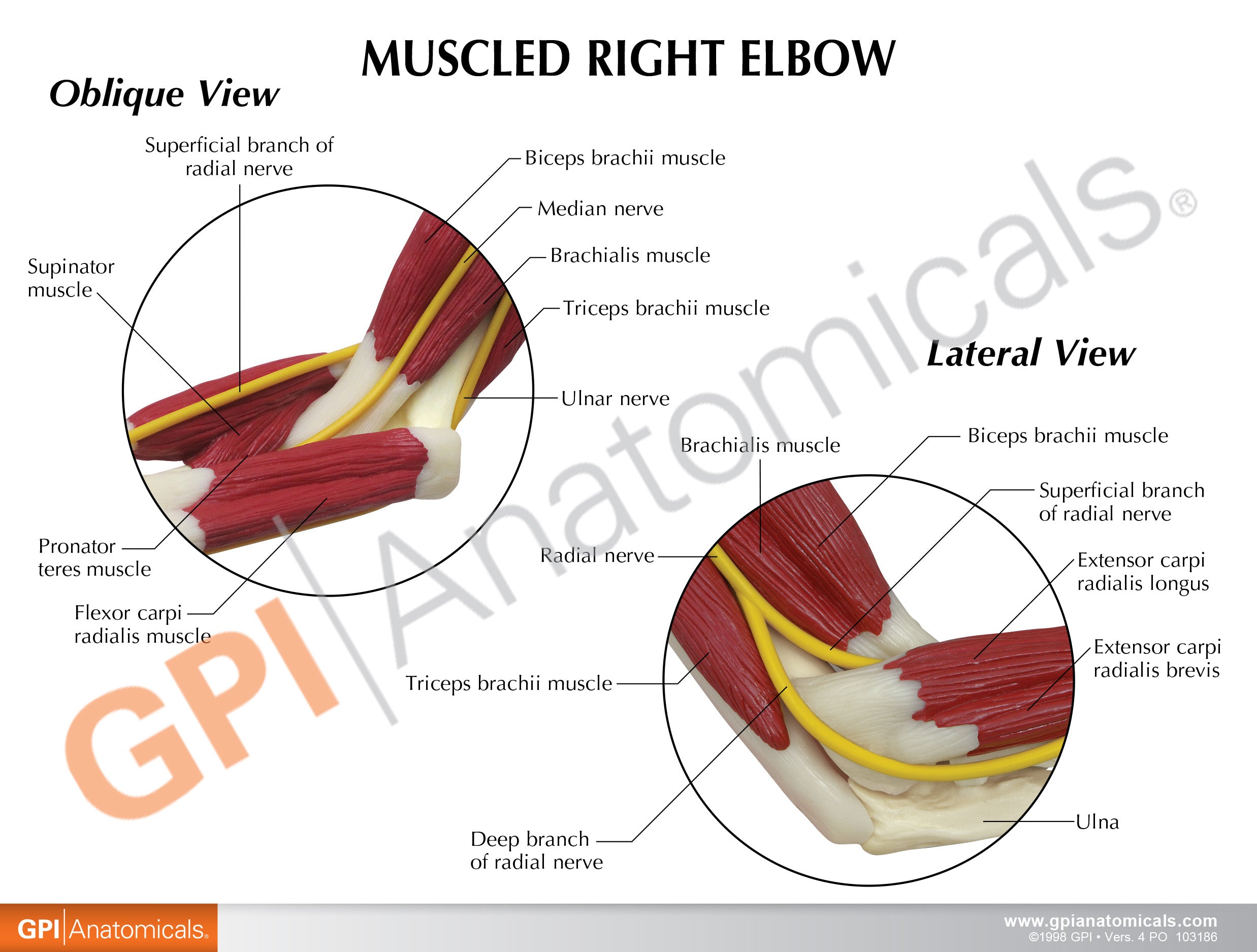 Muscled Elbow