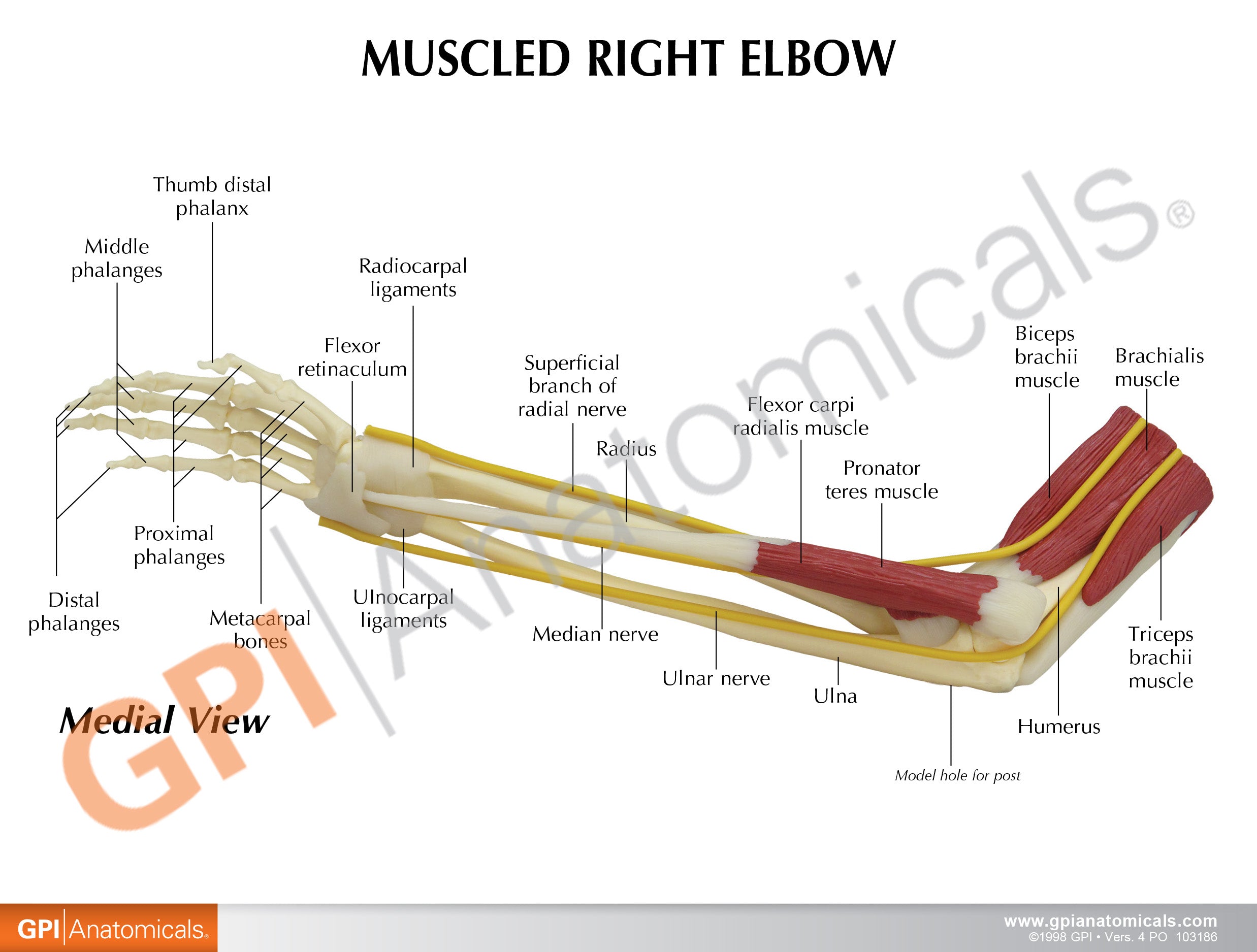Muscled Elbow