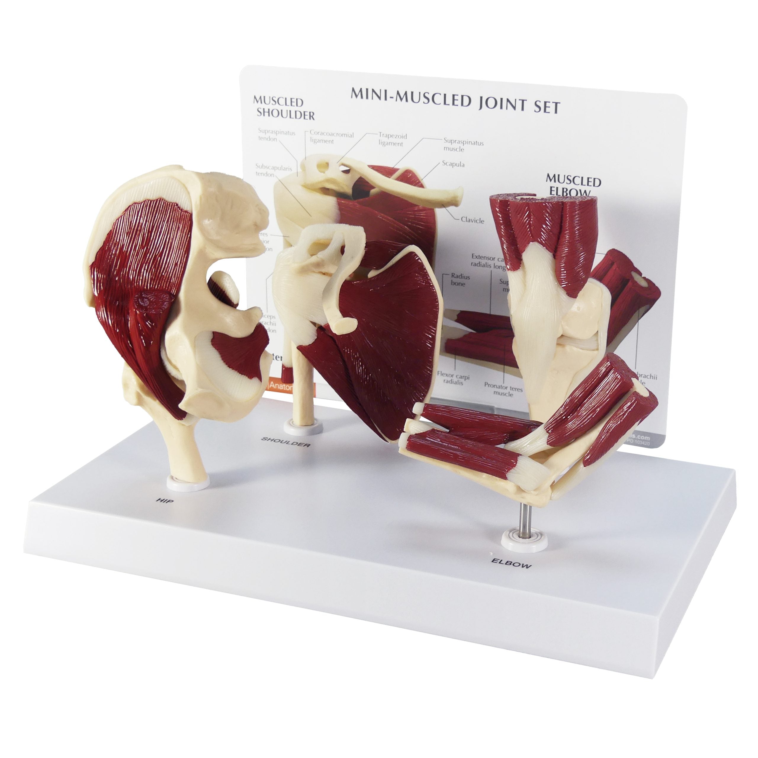 Mini-Muscled Joint Set