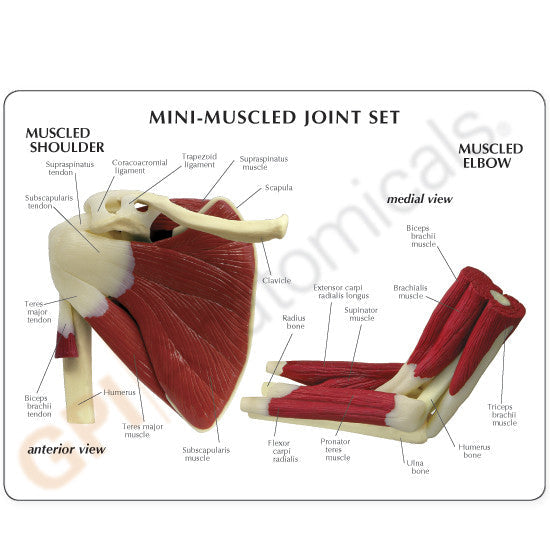 Mini Muscled Joint Set - Education card for shoulder and elbow