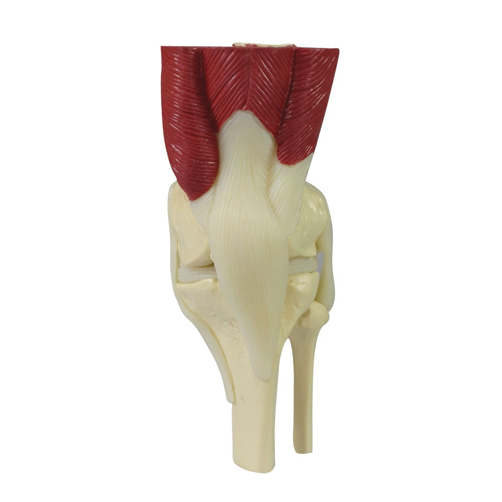 Mini Muscled Knee Joint