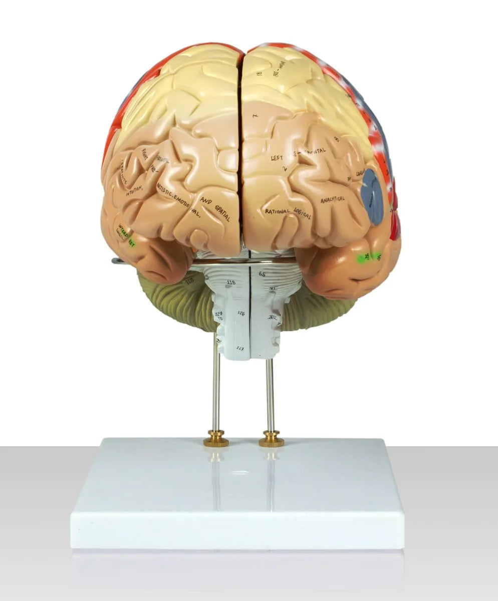Color-Coded Human Brain, 2X Life-Size - 4 Parts front view