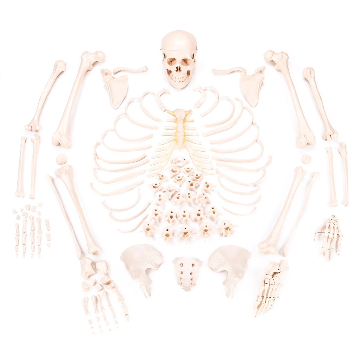 Value Disarticulated Human Skeleton