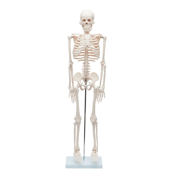 Human Skeleton Model | Skeleton Models