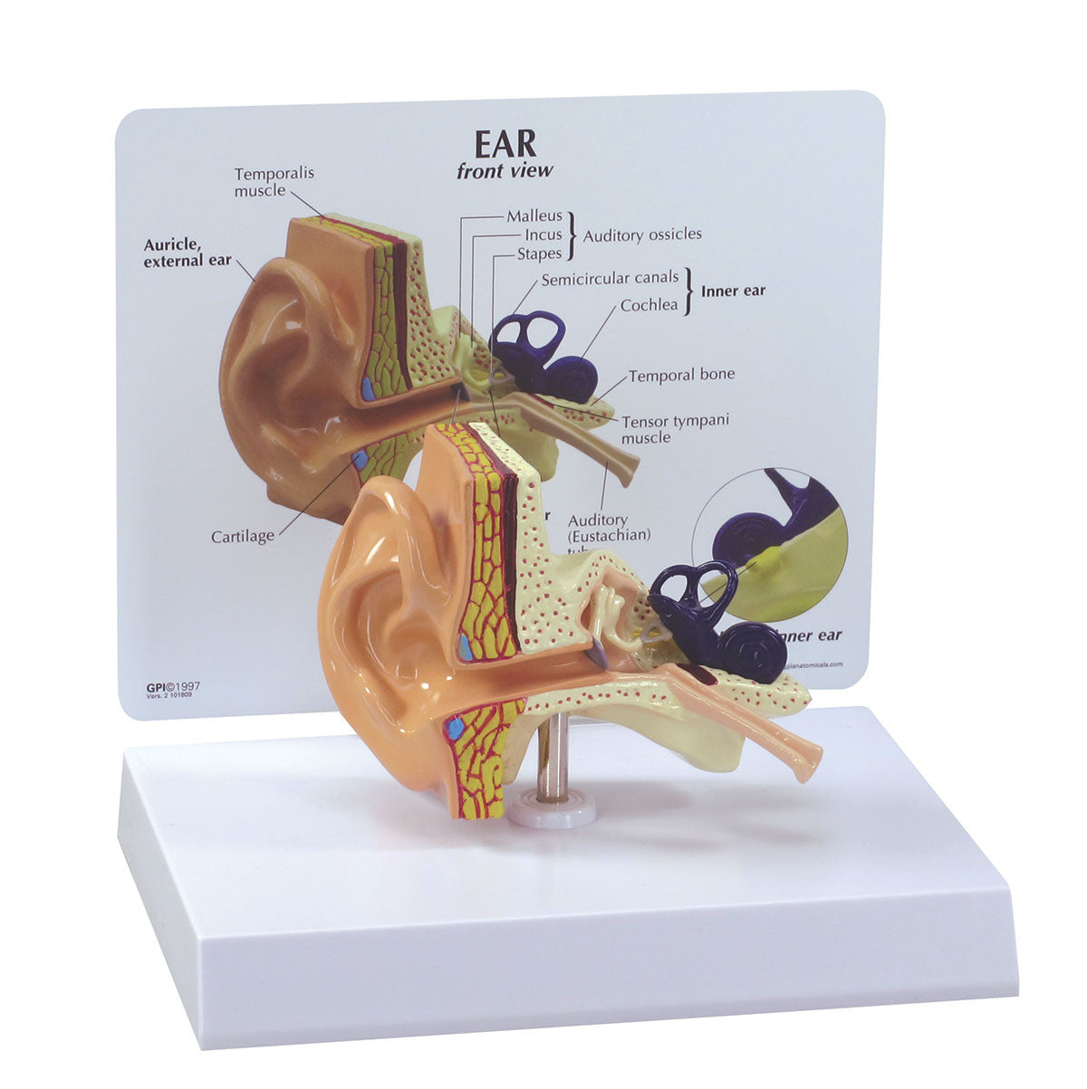 The Ear model