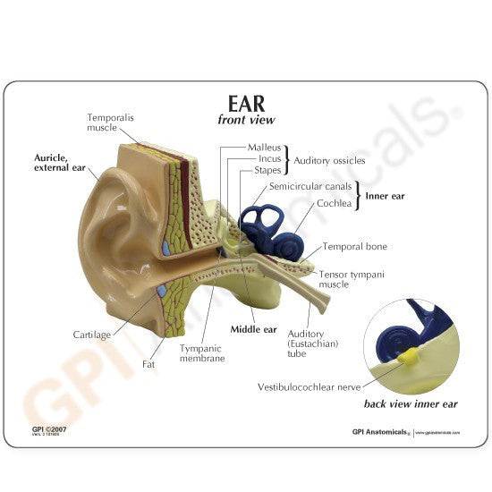 Education card for the ear model