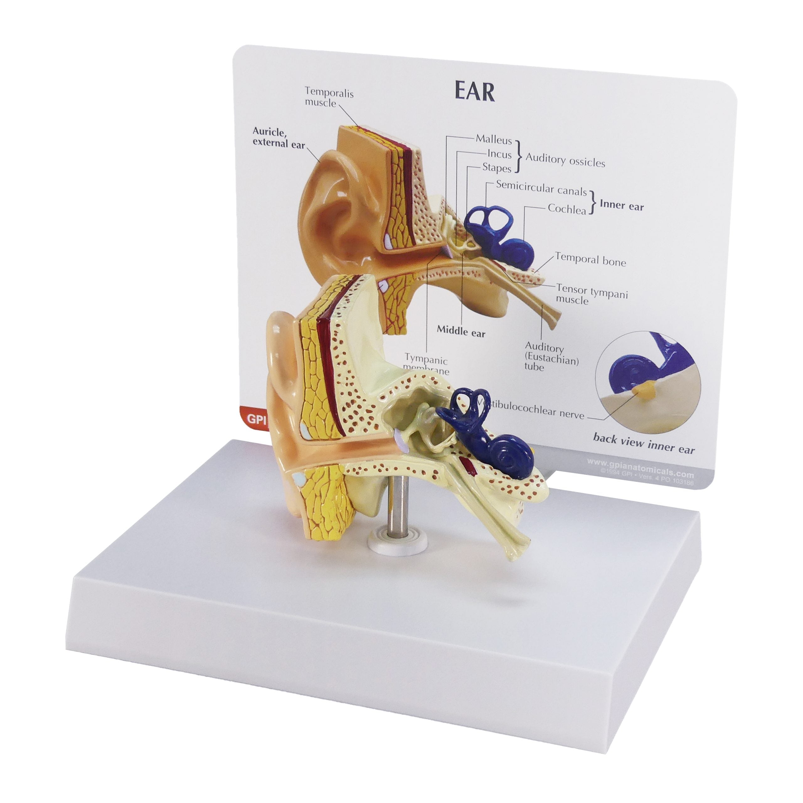 Ear