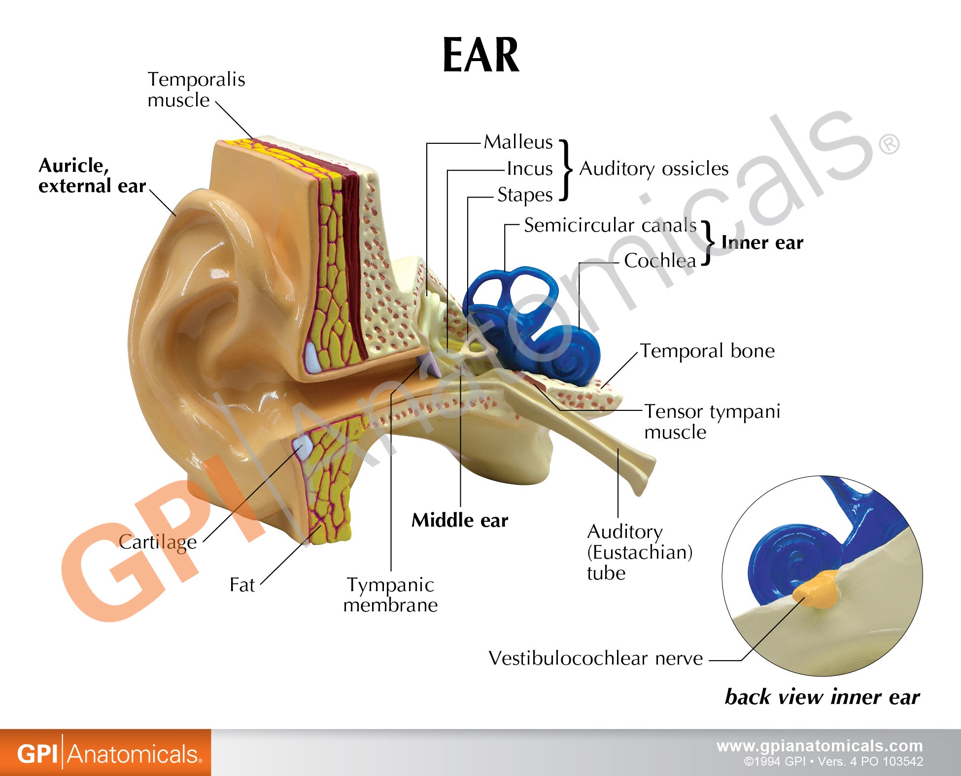 Ear