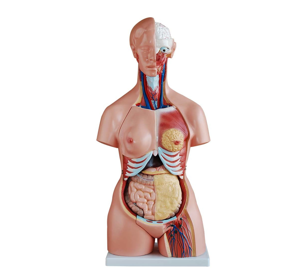 85 cm Unisex Torso 23 Parts