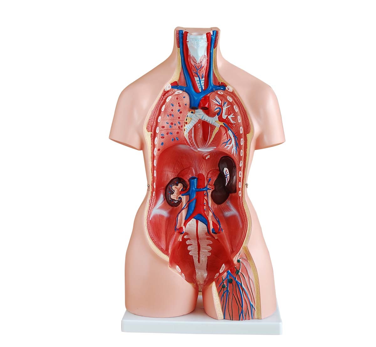 85 cm Unisex Torso 23 Parts