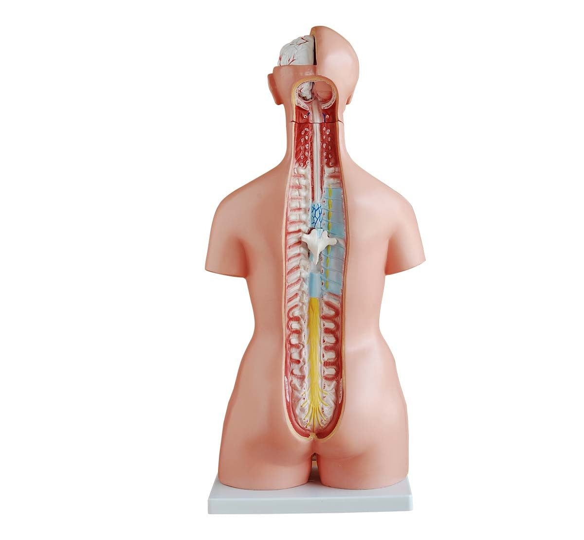 85 cm Unisex Torso 23 Parts