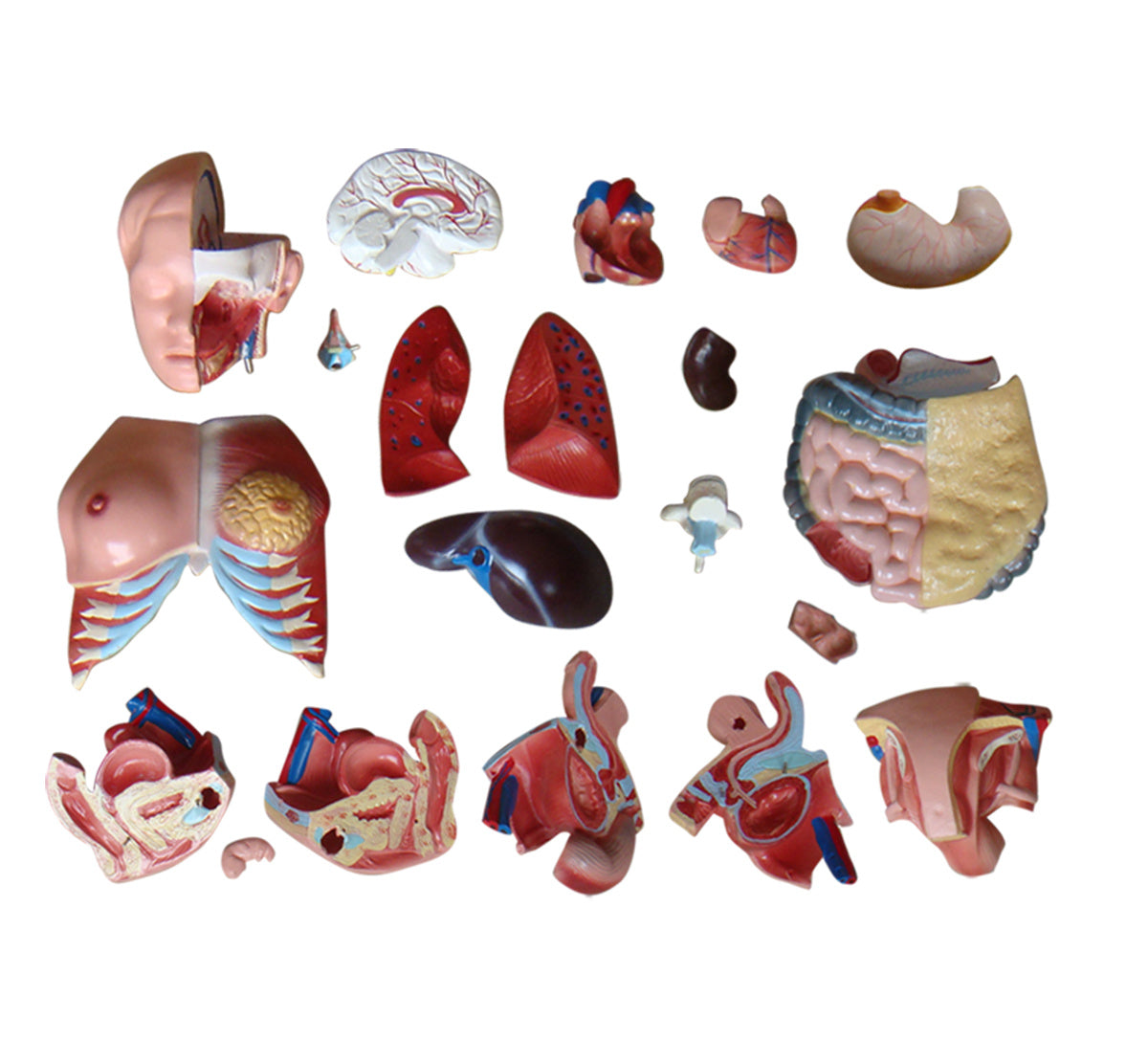 85 cm Unisex Torso 23 Parts