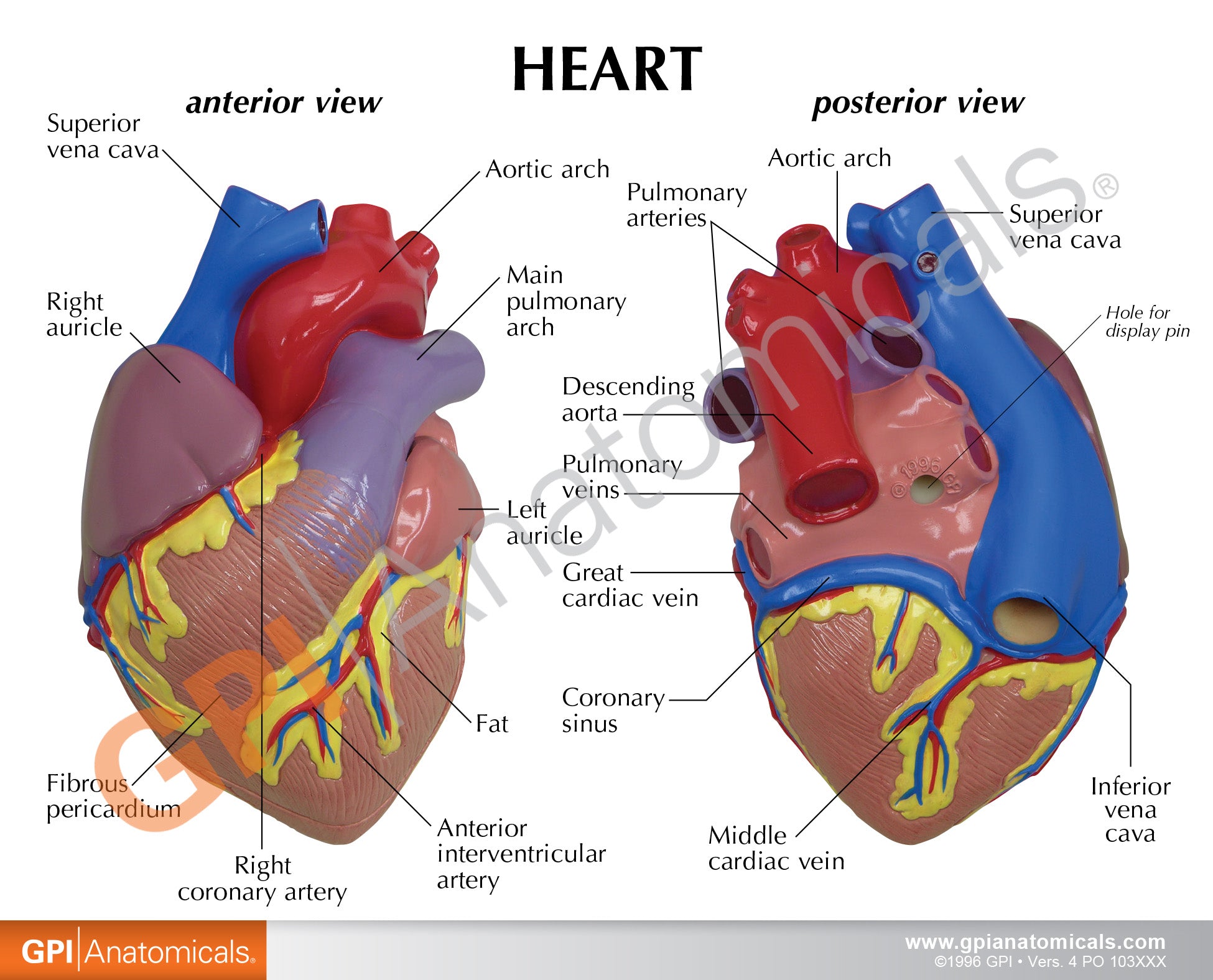 Heart model with Reference Card
