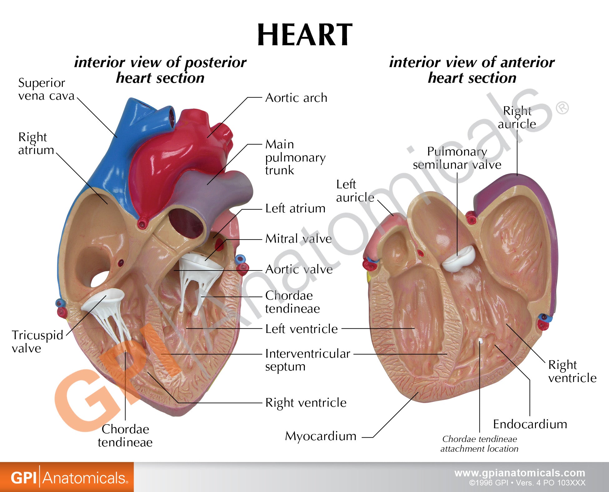 Heart model with Reference Card