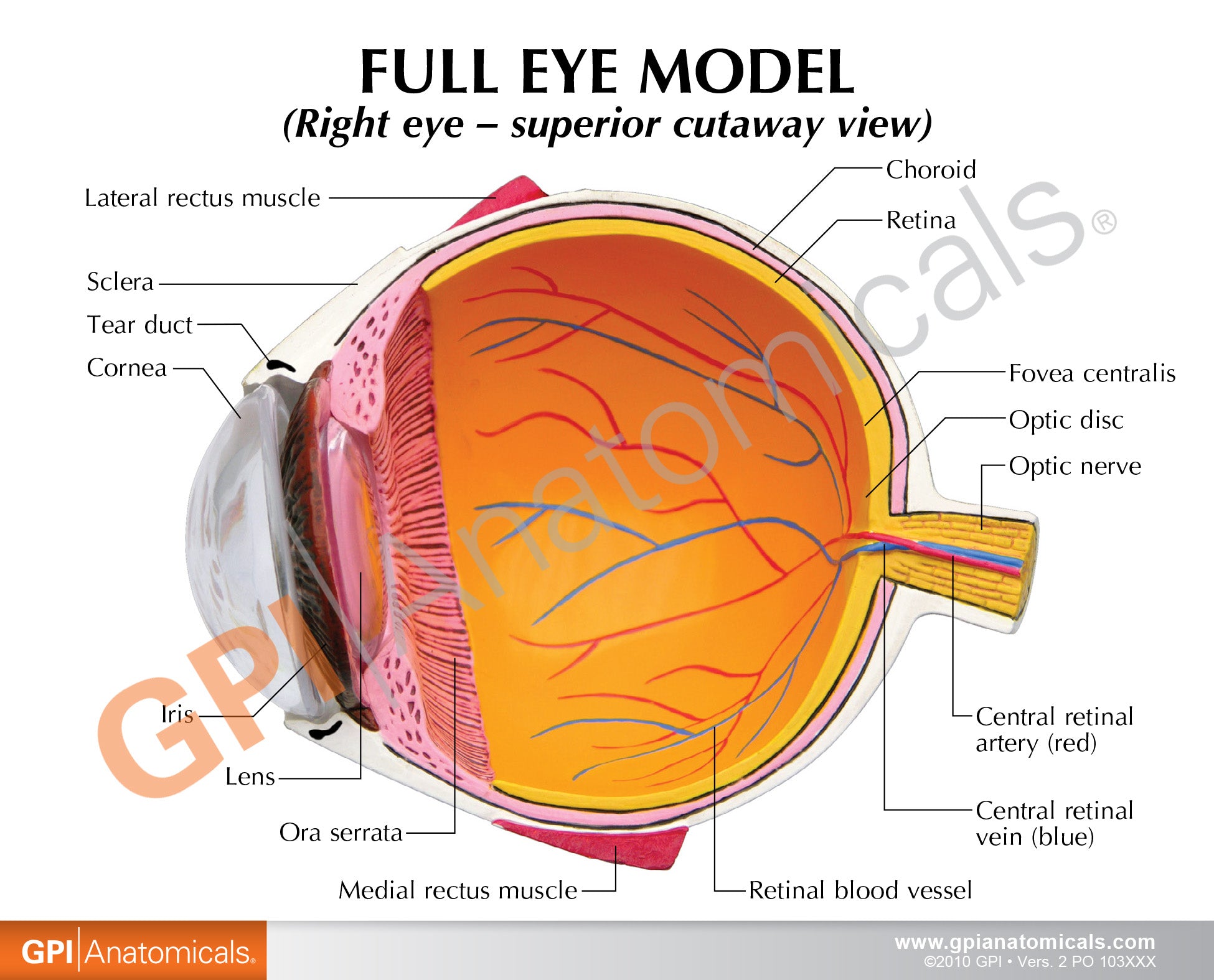 Full Eye