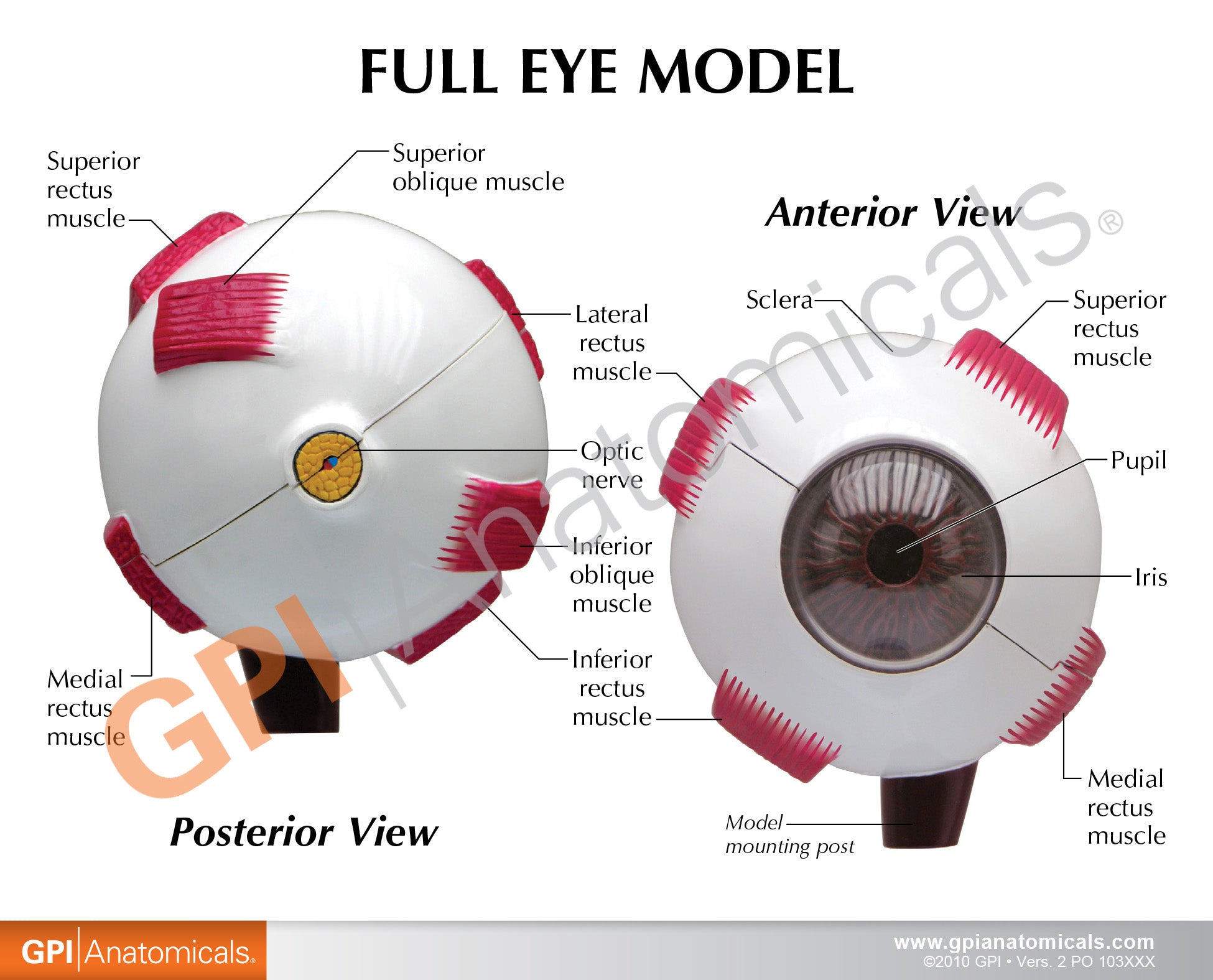Full Eye