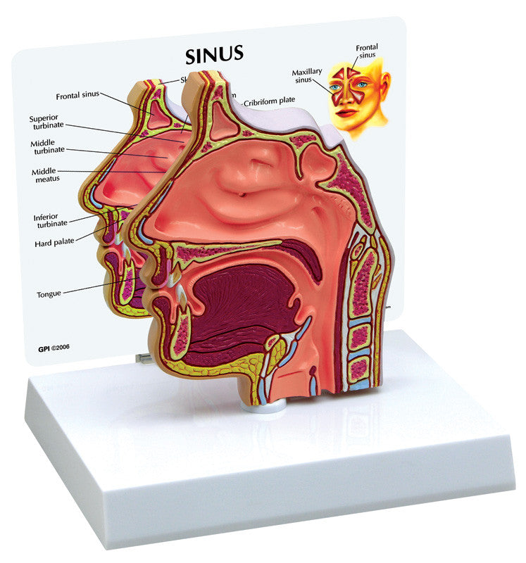 Basic Sinus Model - GPI 2850