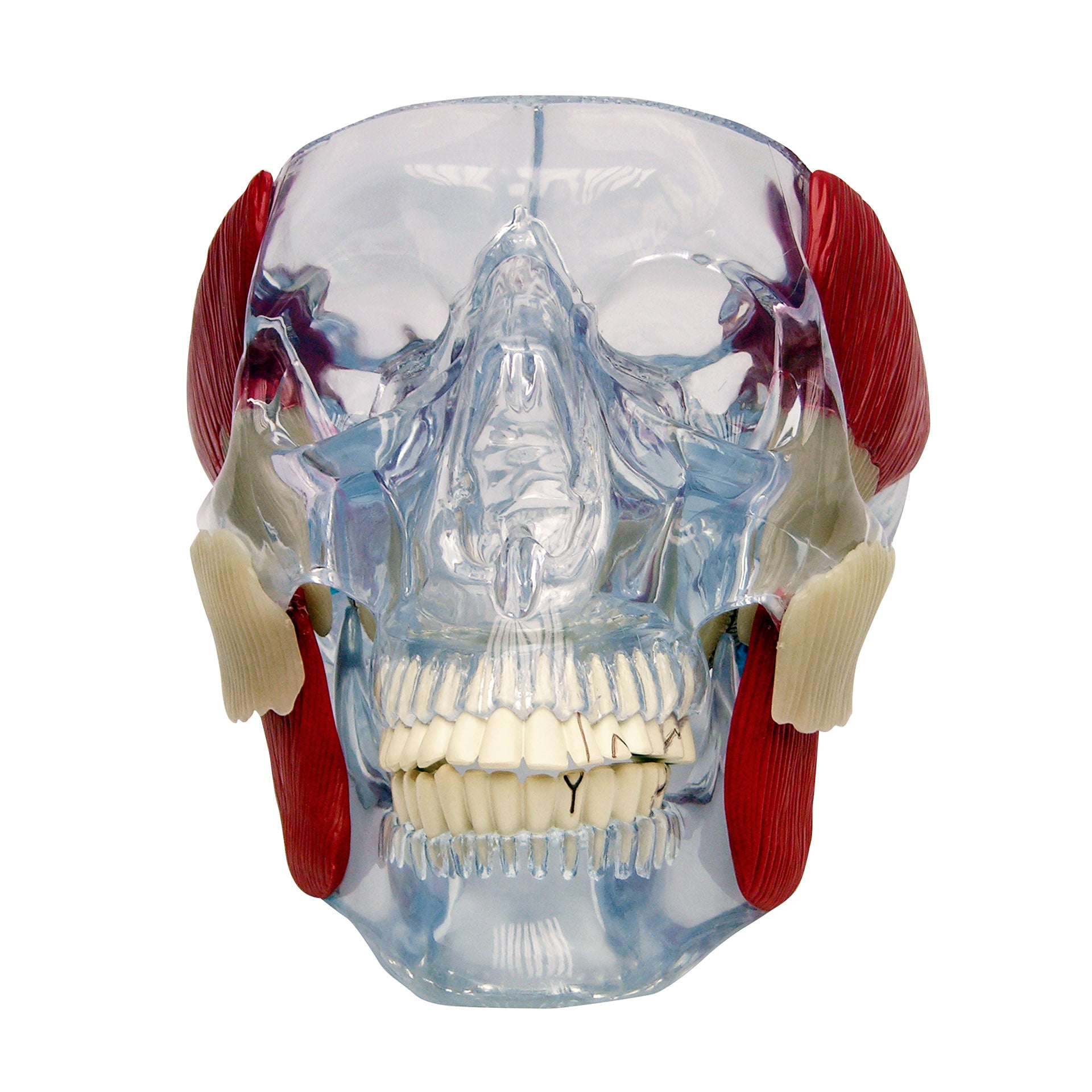 Temporomandibular Joint (TMJ)