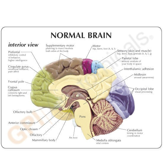 Sensory/Motor Brain reference card - back