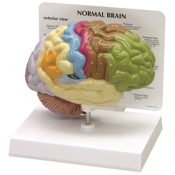 Sensory/Motor Brain