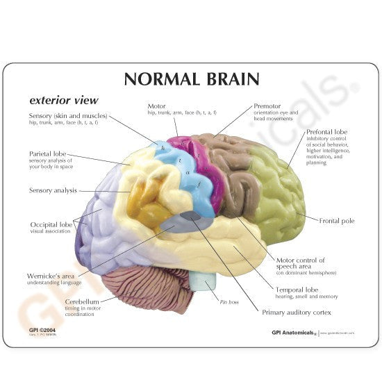 Sensory/Motor Brain reference card