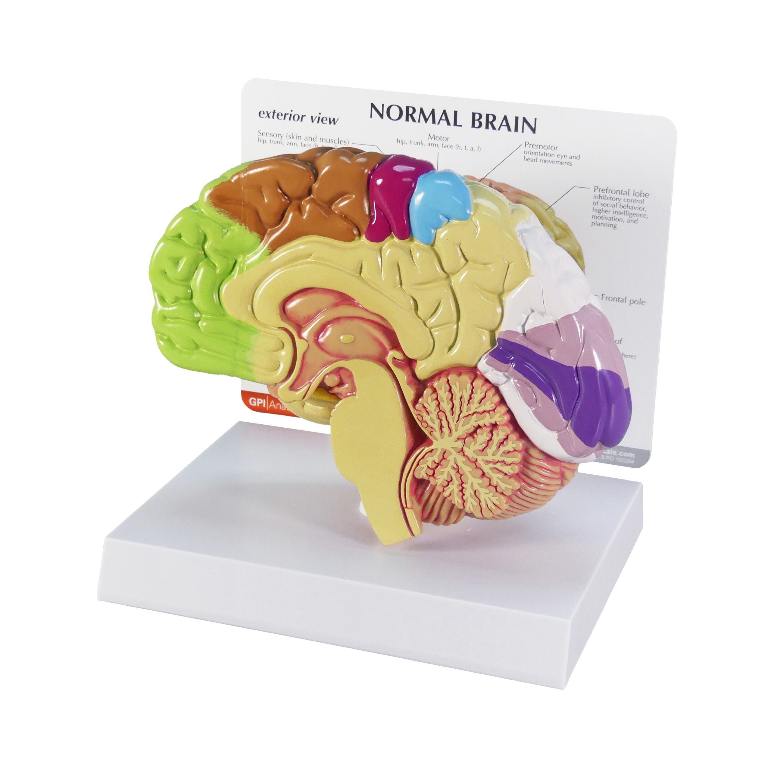 Half Brain (Sensory/Motor)