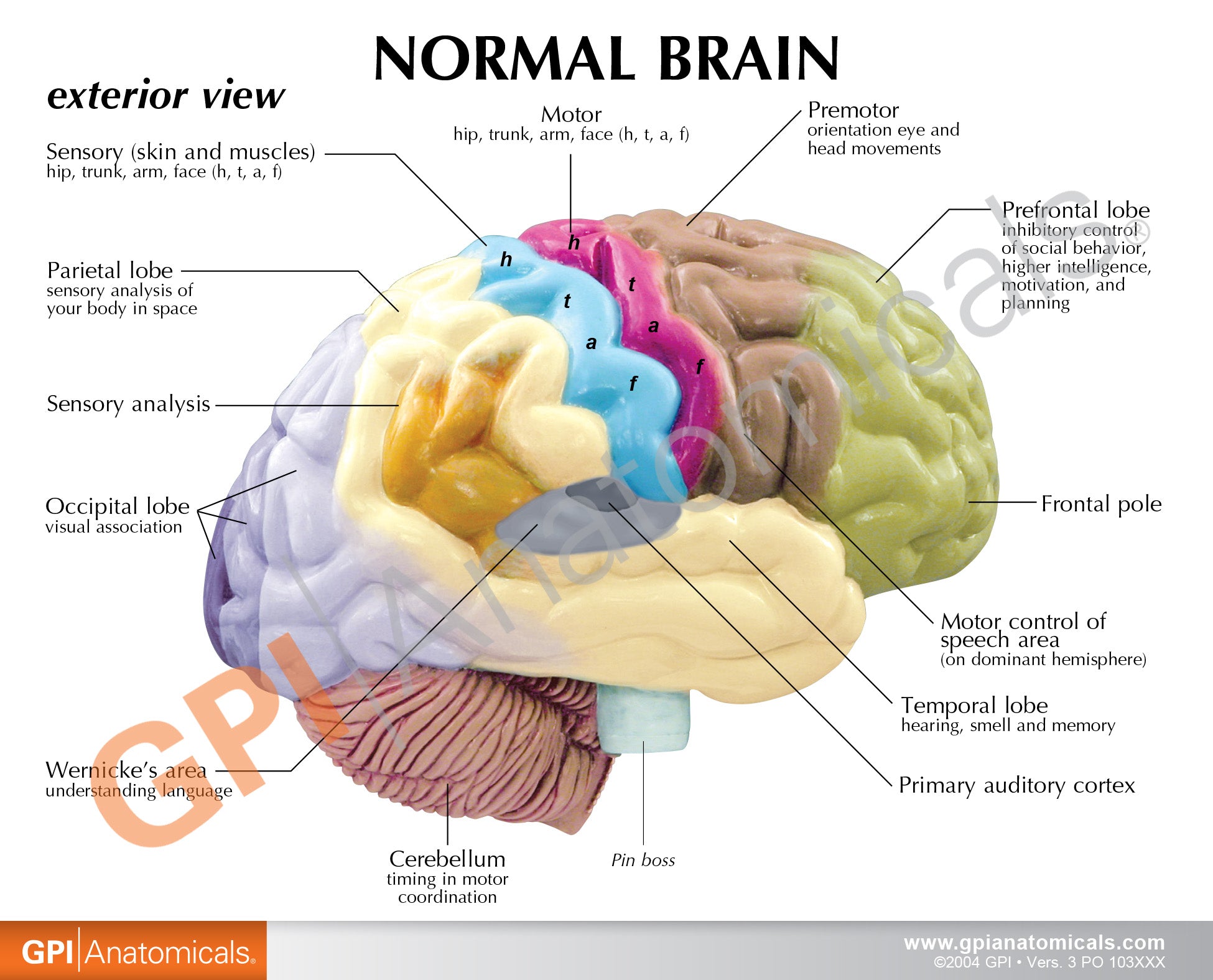 Half Brain (Sensory/Motor)