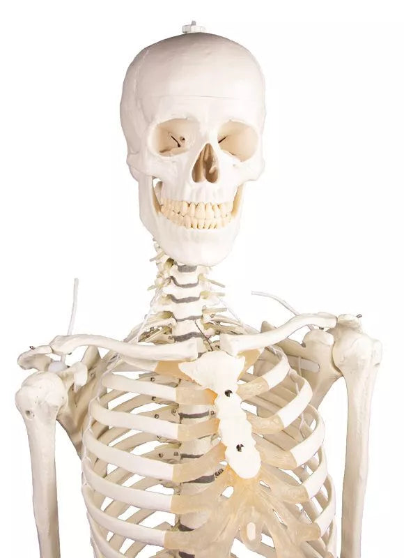 Skeleton "Hugo" with movable spine
