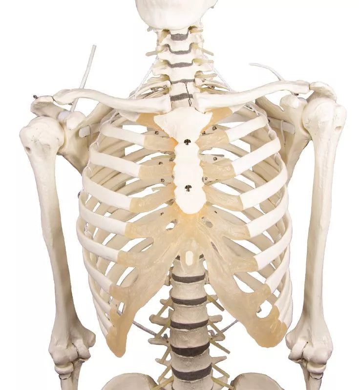 Skeleton Hugo with Movable Spine
