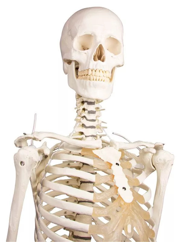 Skeleton Hugo with Movable Spine