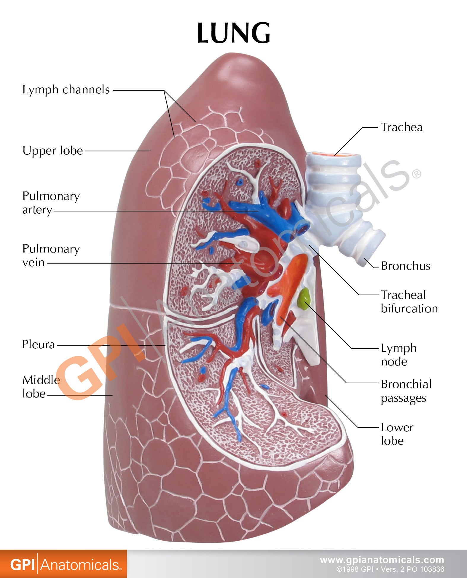 Lung (Normal)