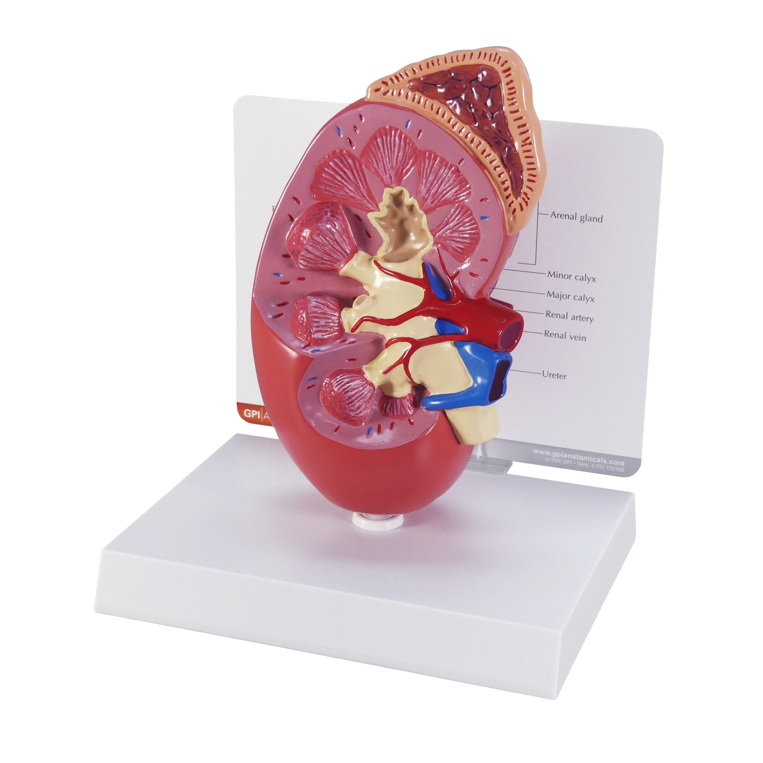 Kidney (Normal)