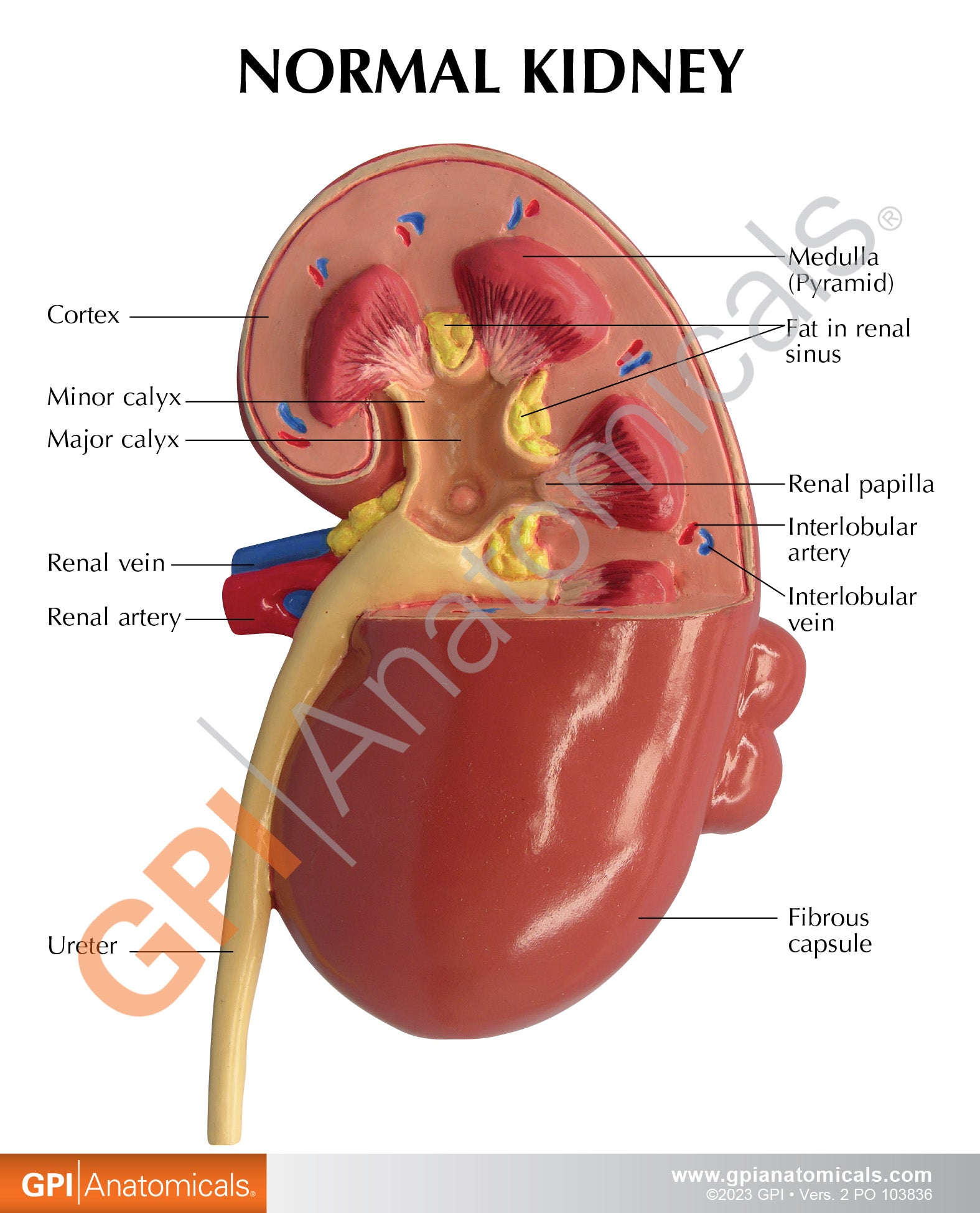 Kidney (Normal/Pathologies)