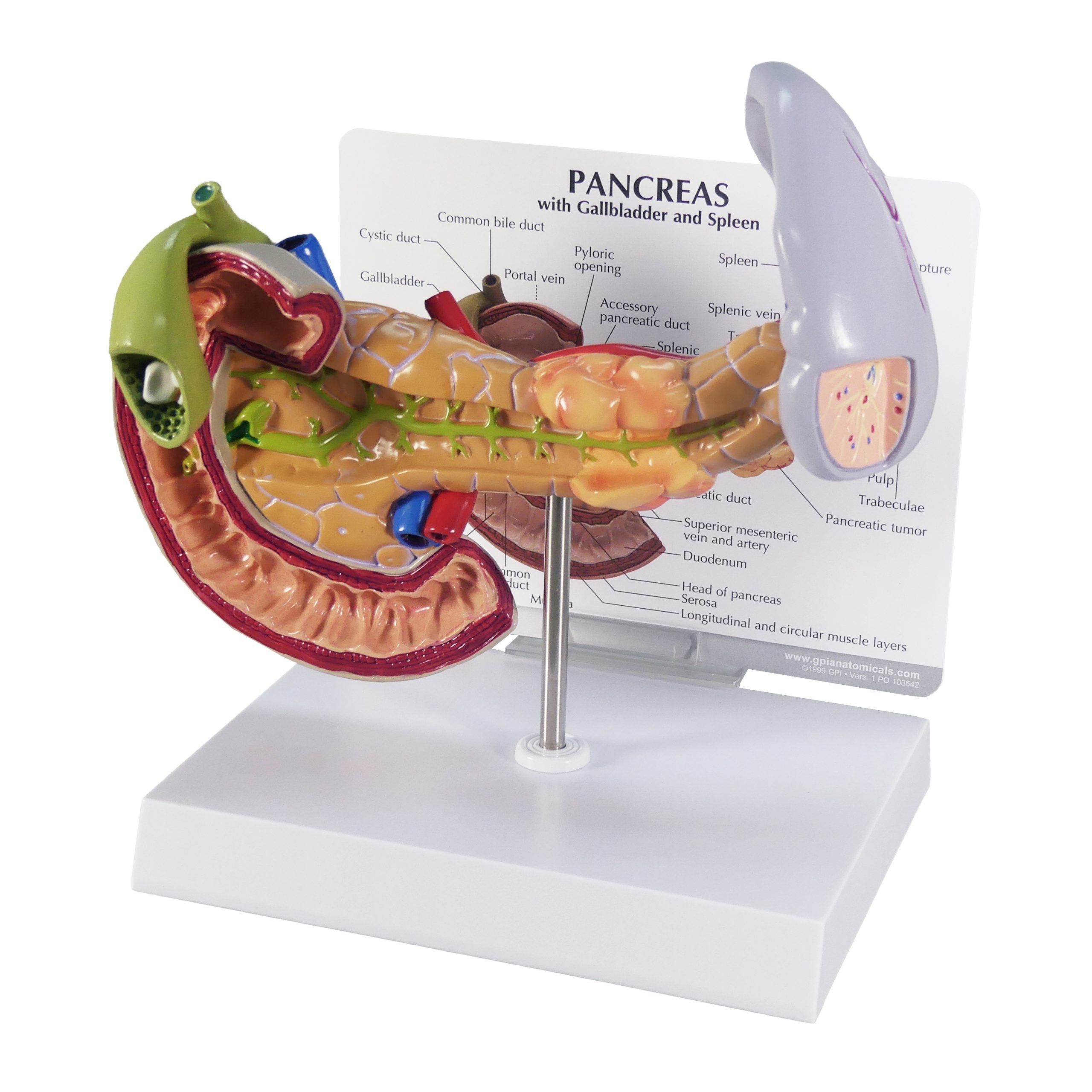 Pancreas