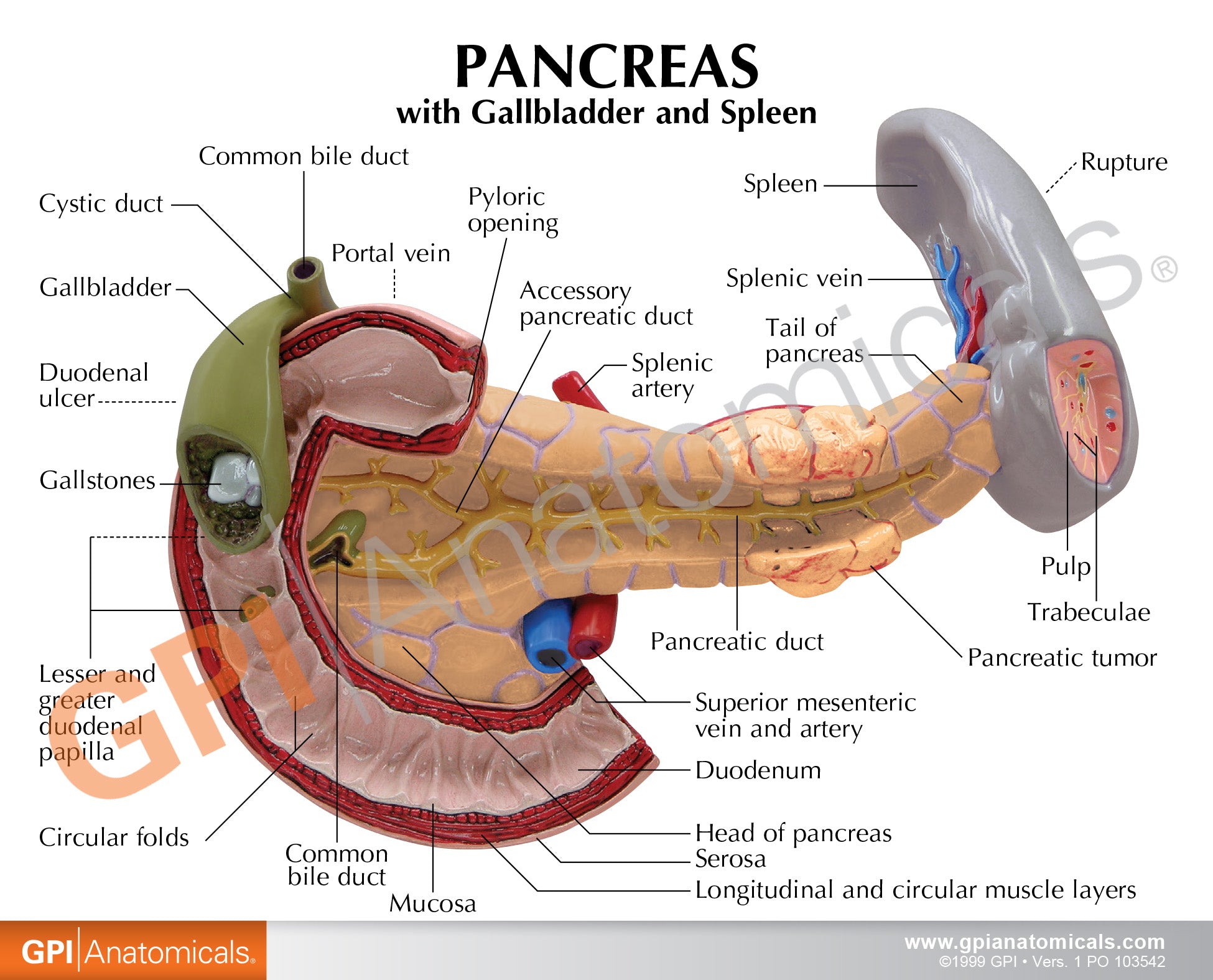 Pancreas