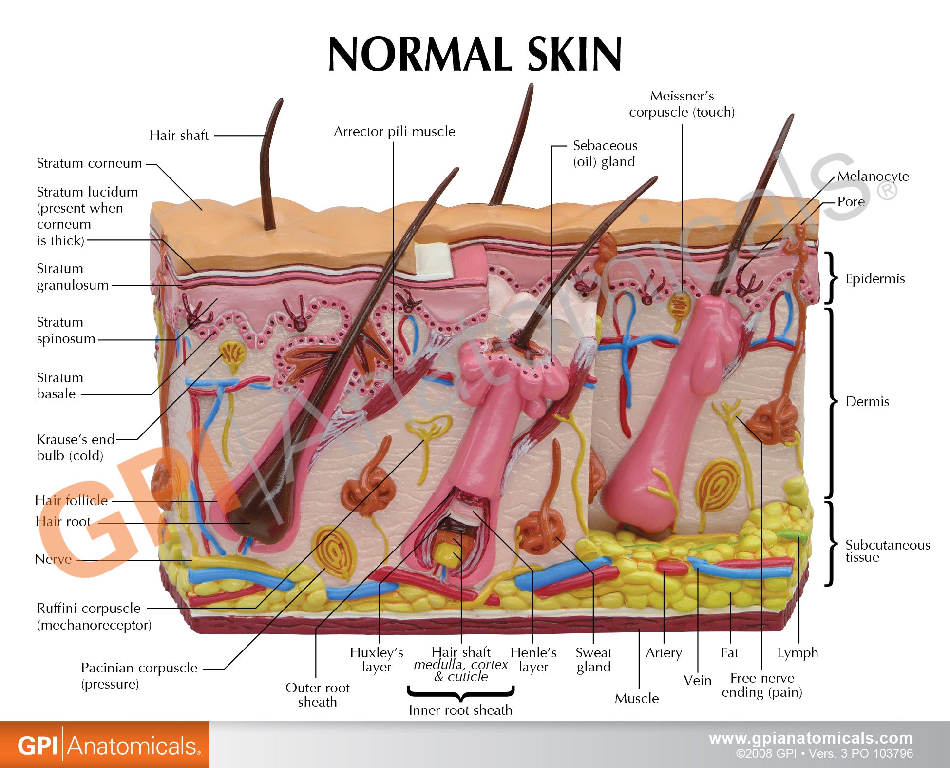 Skin Acne & Normal Skin (2-Sided)