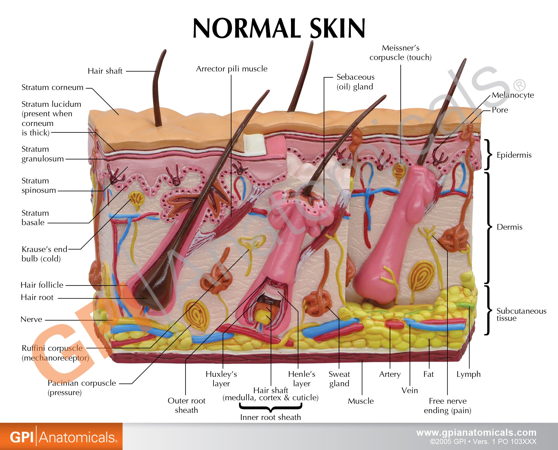 Skin Burn & Normal Skin (2-Sided)