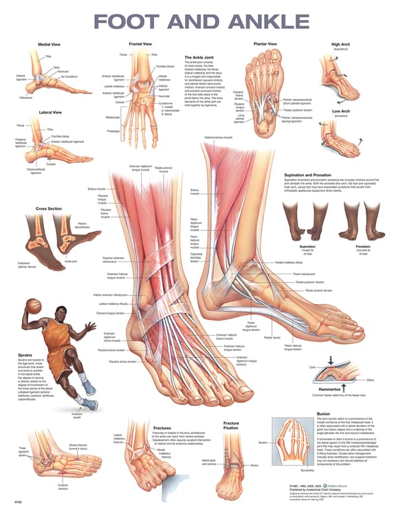 Foot and Ankle - 2nd Edition