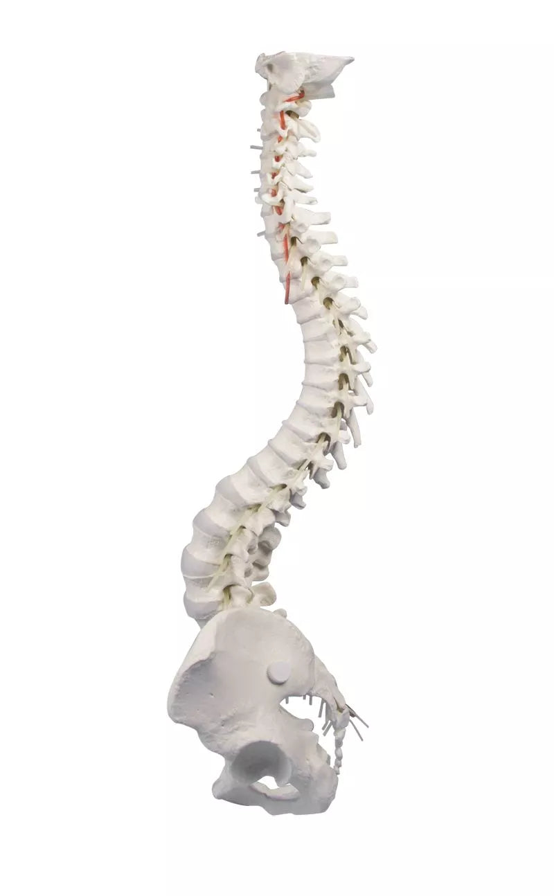 Vertebral column with pelvis