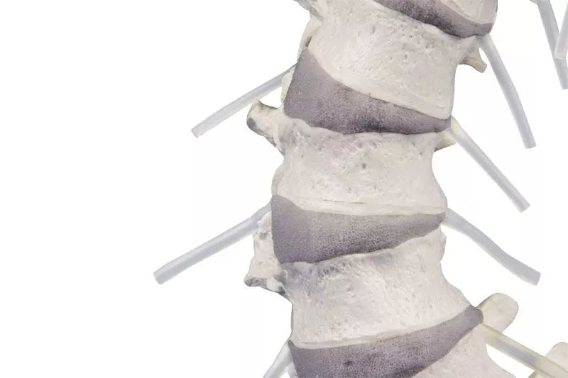 Vertebral column with pelvis