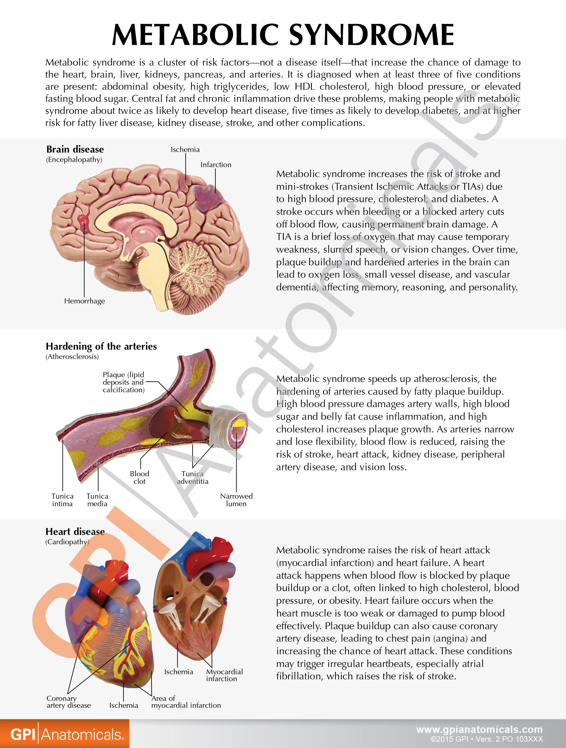 Metabolic Syndrome Set (6x)