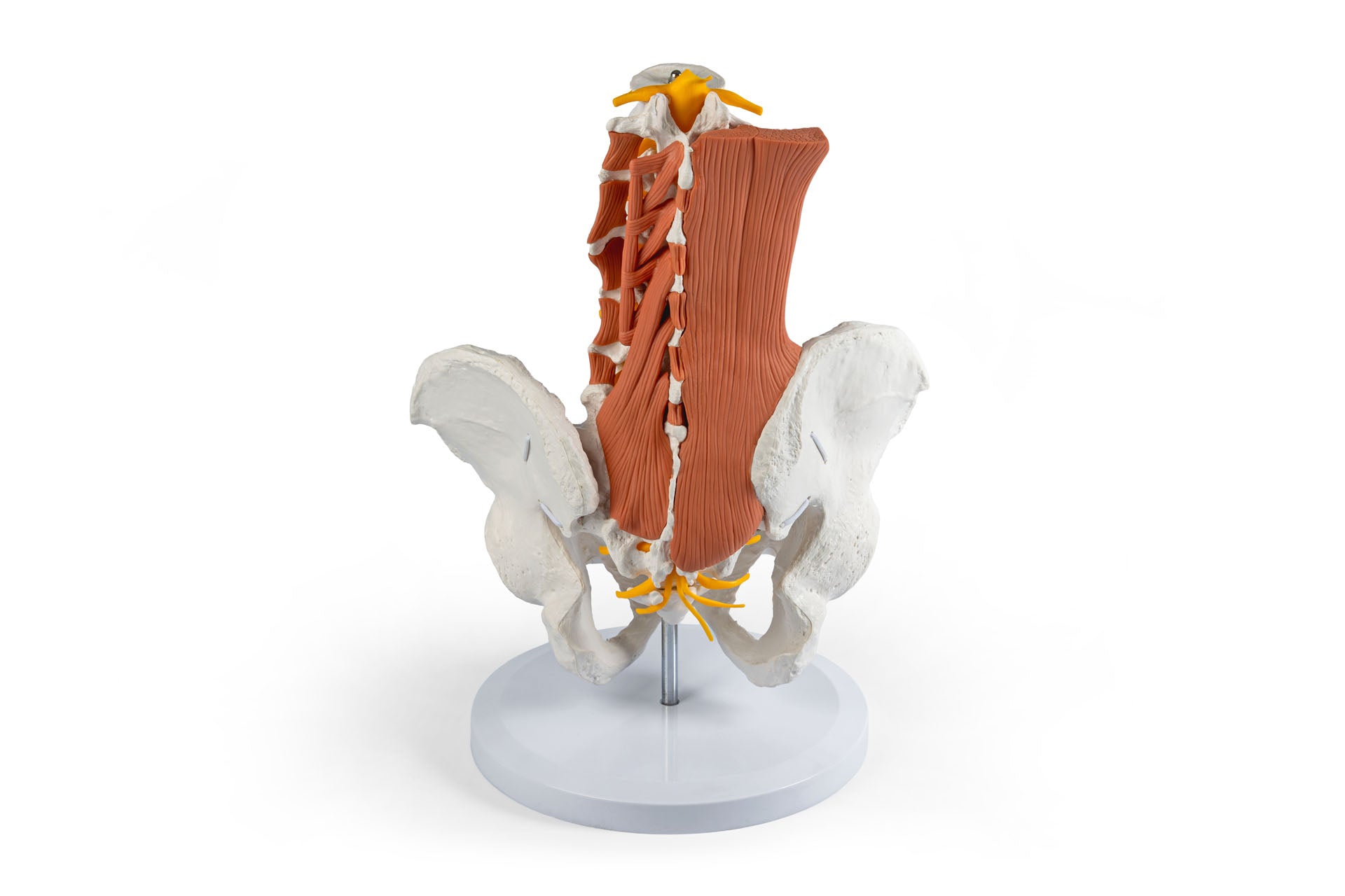 Male pelvis, lumbar spine with muscles