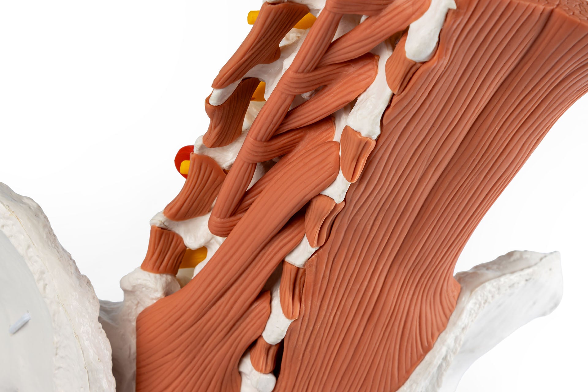 Male pelvis, lumbar spine with muscles