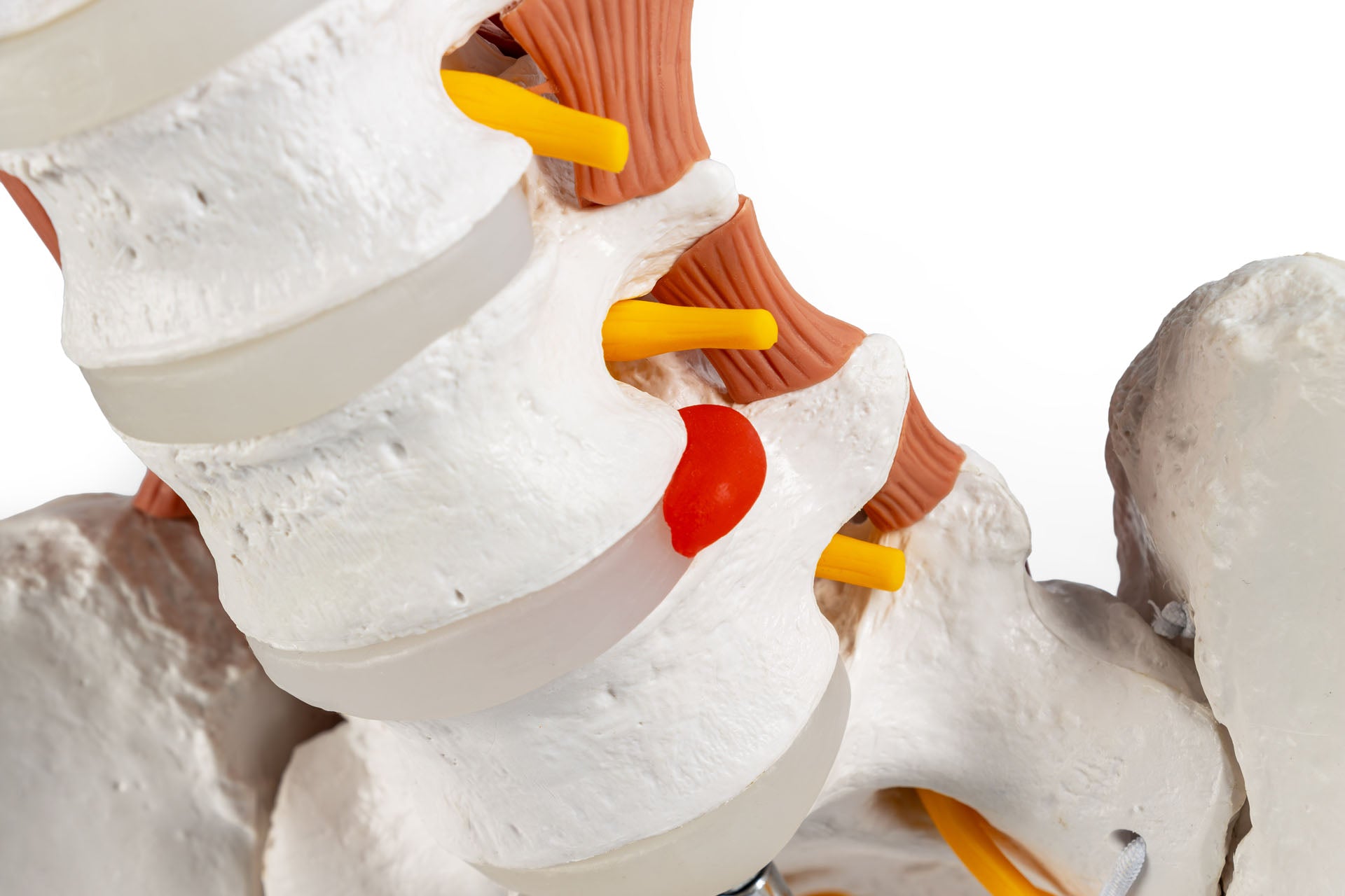 Male pelvis, lumbar spine with muscles