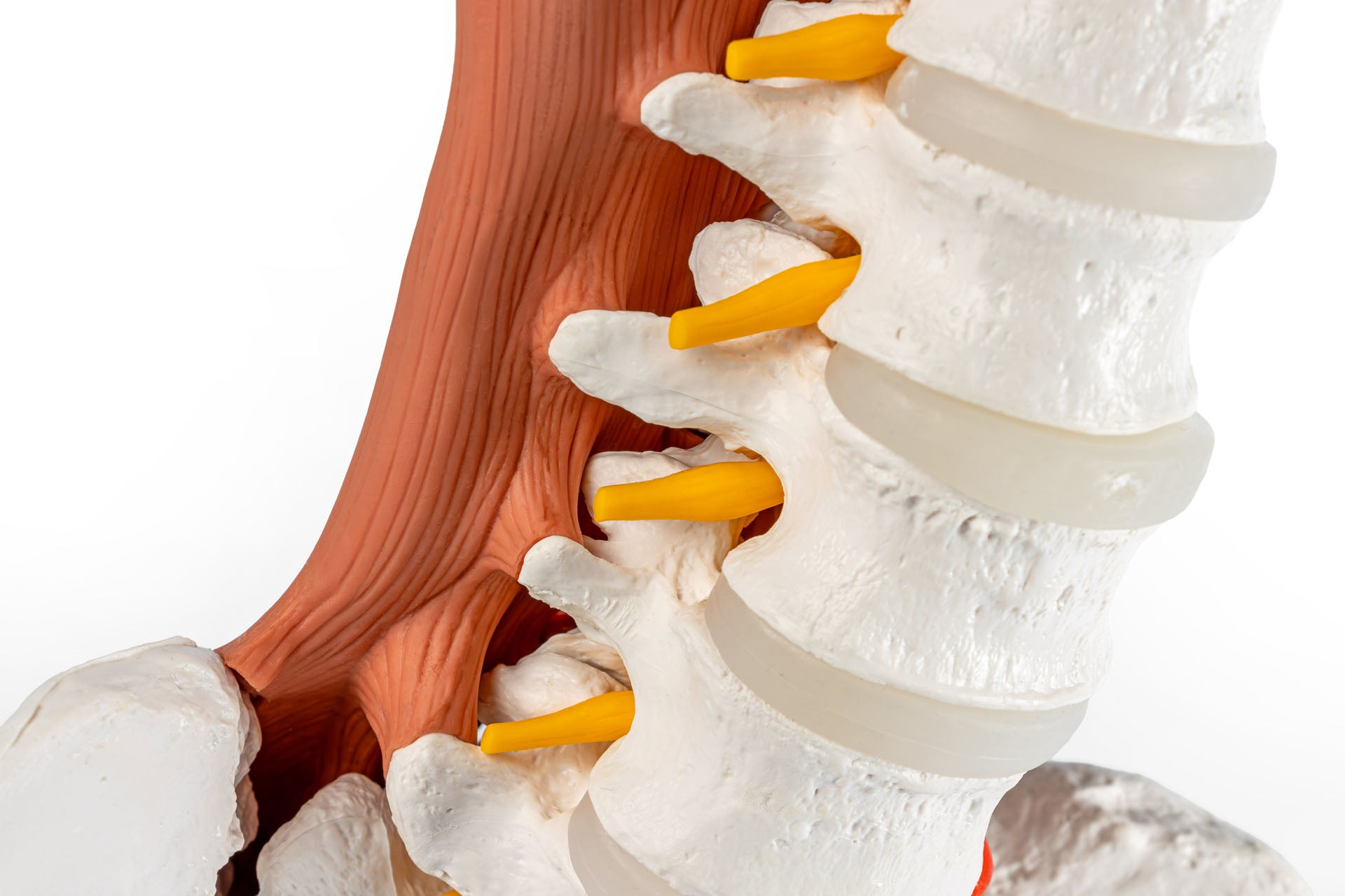 Male pelvis, lumbar spine with muscles