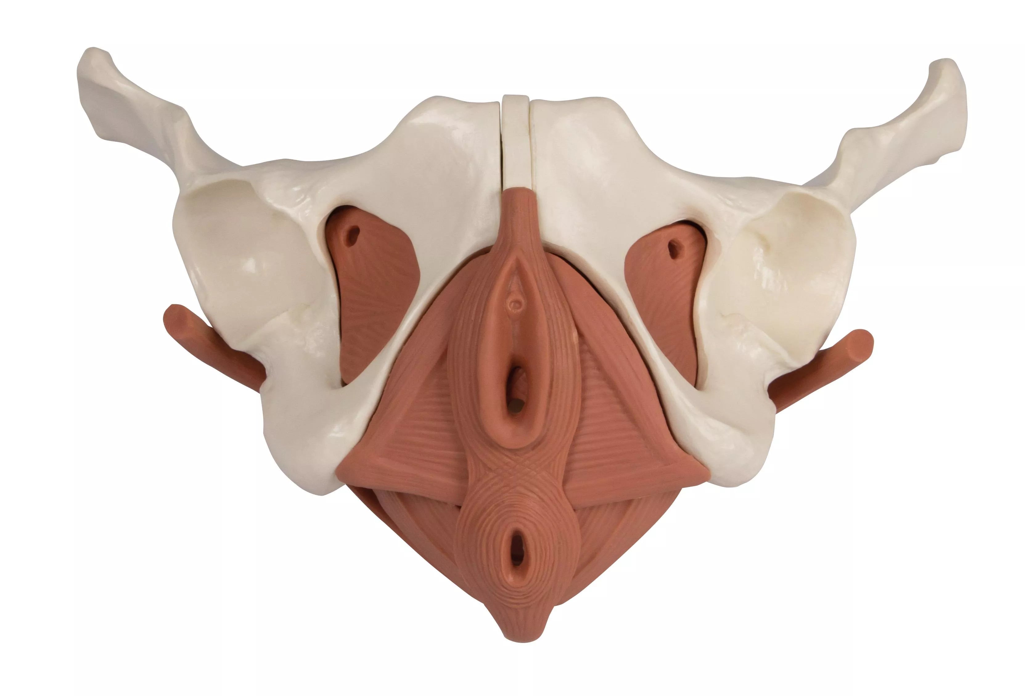 Female Pelvic Floor Model, 12 part, Magnetic